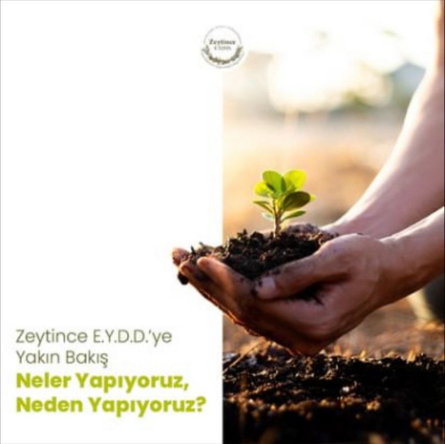 A closer look at Zeytince
